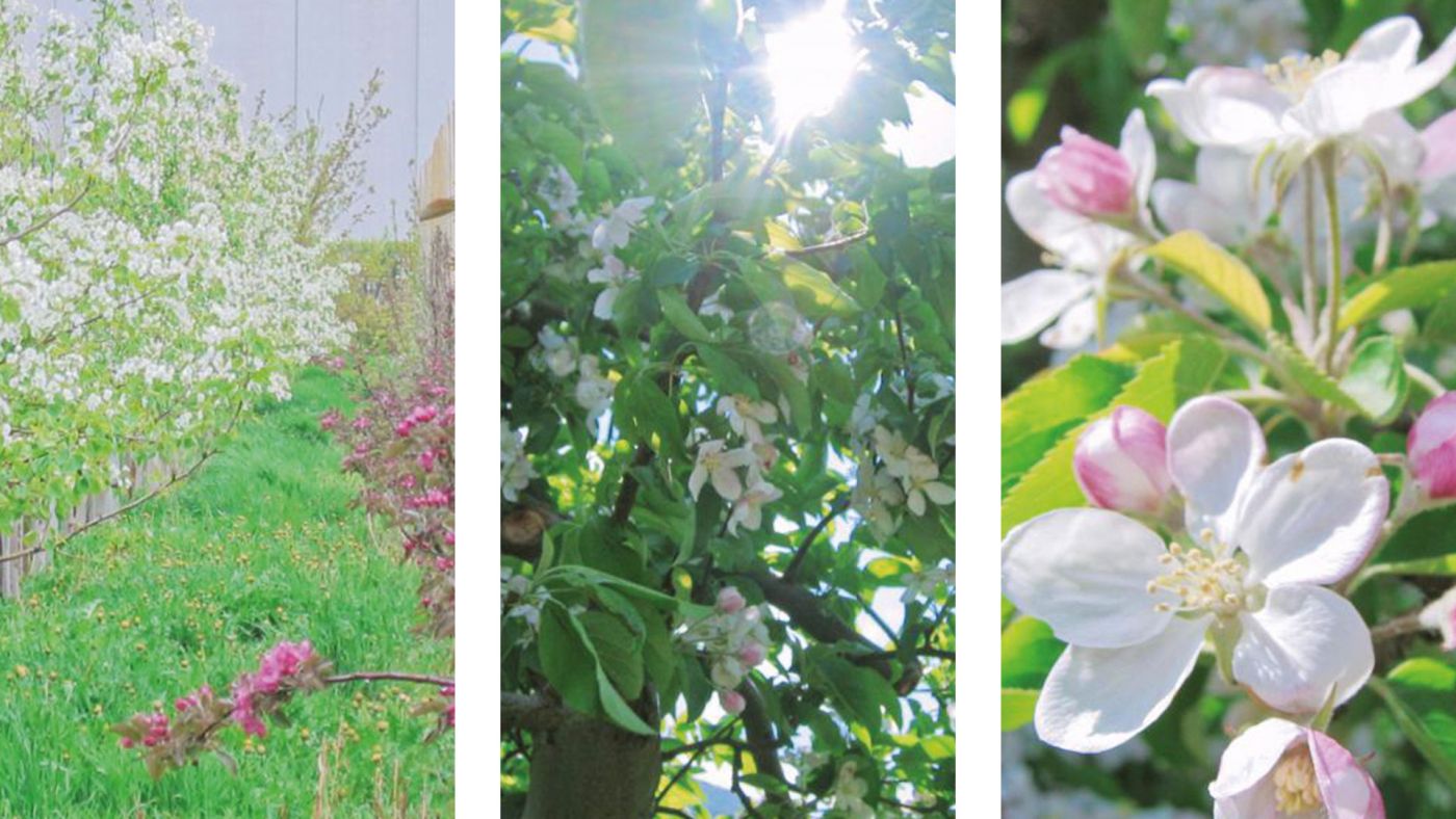Zur Apfelblüte im Vinschgau