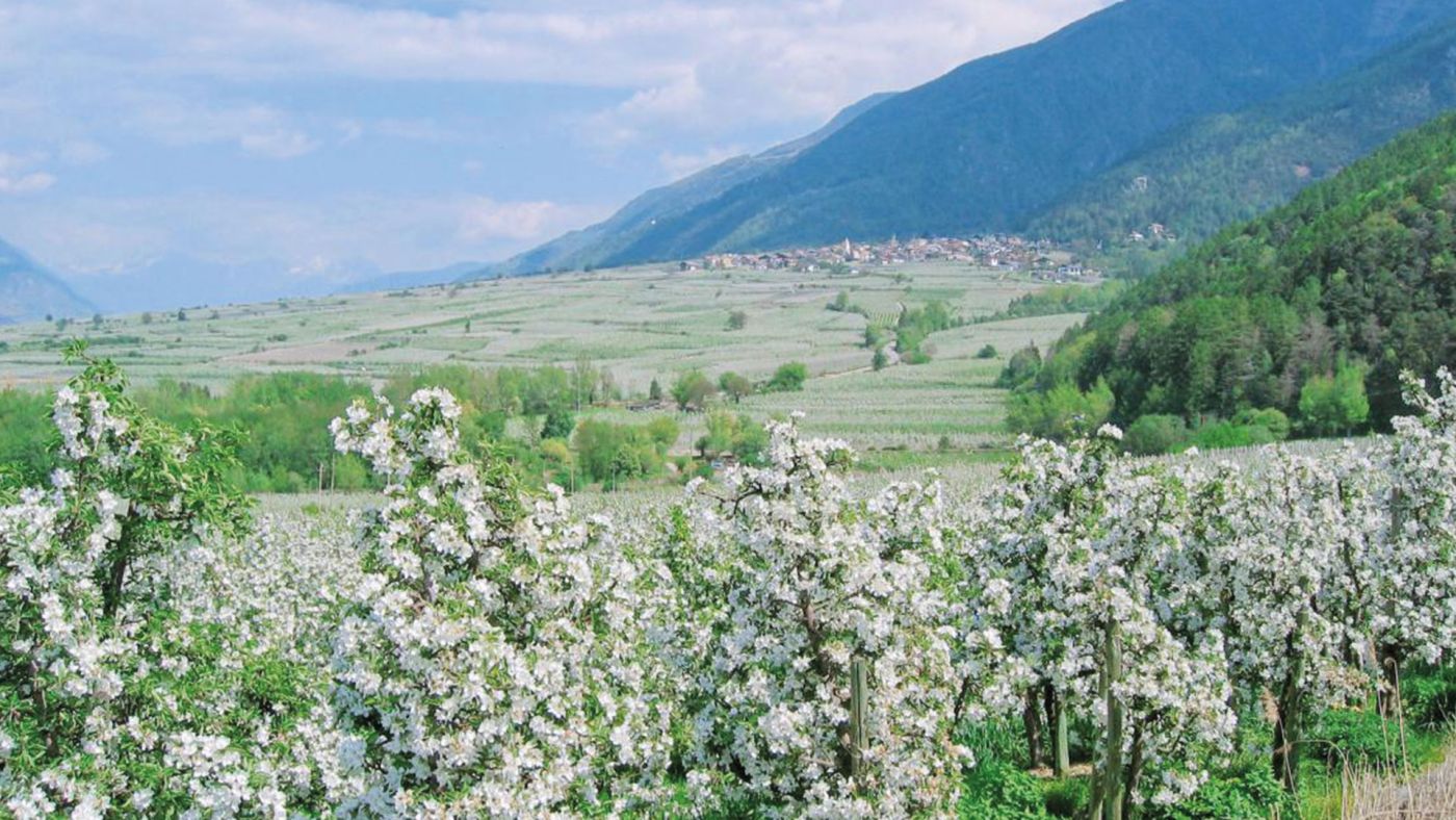 Zur Apfelblüte im Vinschgau