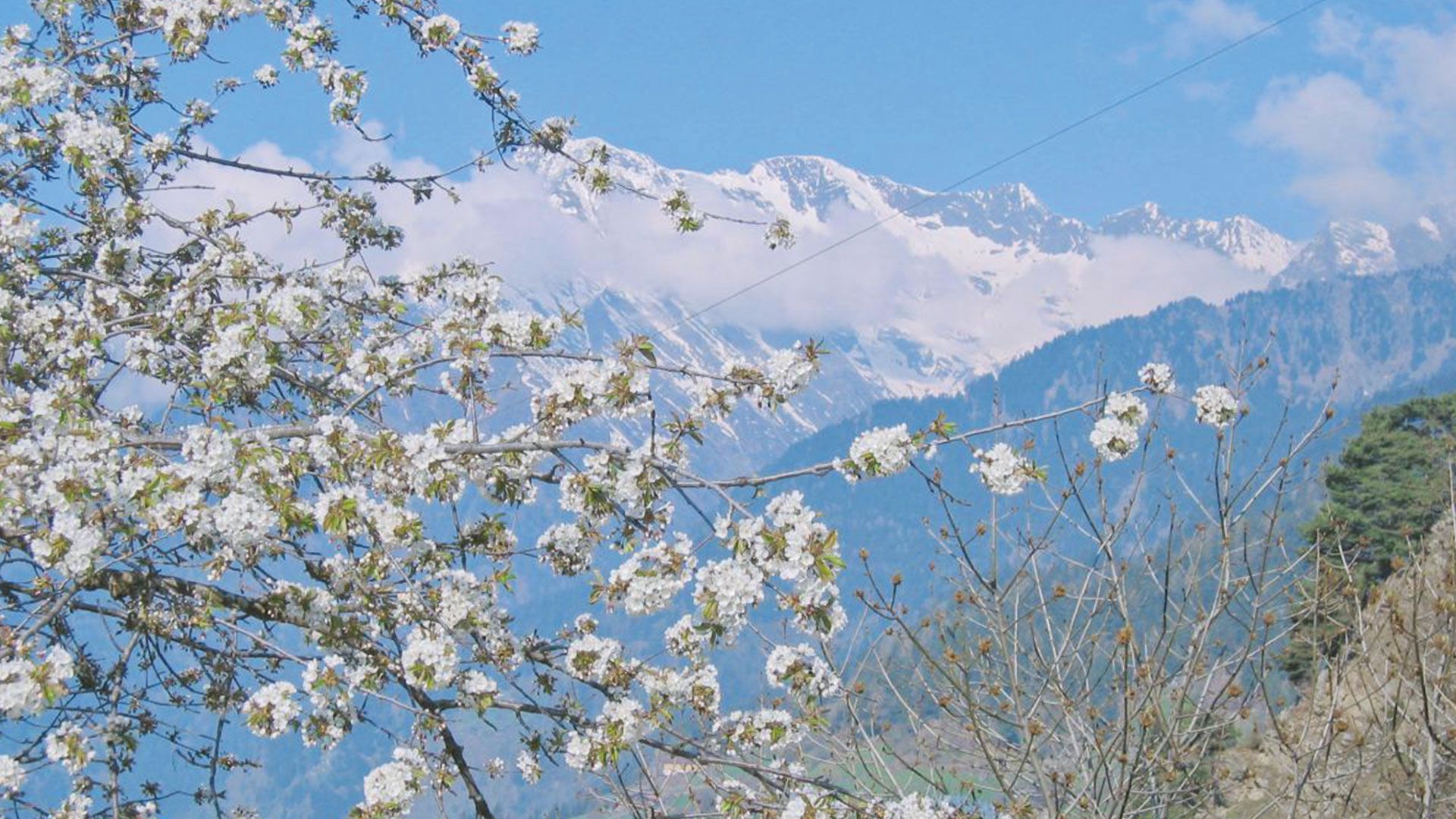 Zur Apfelblüte im Vinschgau